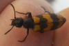Mylabris variabilis